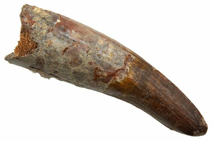 Fossil Spinosaurus Tooth - Real Dinosaur Tooth #330029